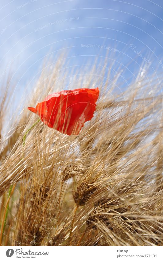 Barley field with poppy seed II Colour photo Exterior shot Day Poppy Blossoming Natural Red Summer Nature