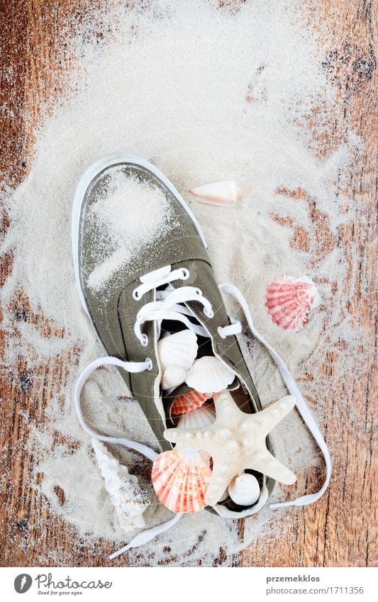 Treasures from the sea Vacation & Travel Summer Summer vacation Beach Ocean Sand Footwear Sneakers Souvenir Wood Brown Green background Copy Space Feather