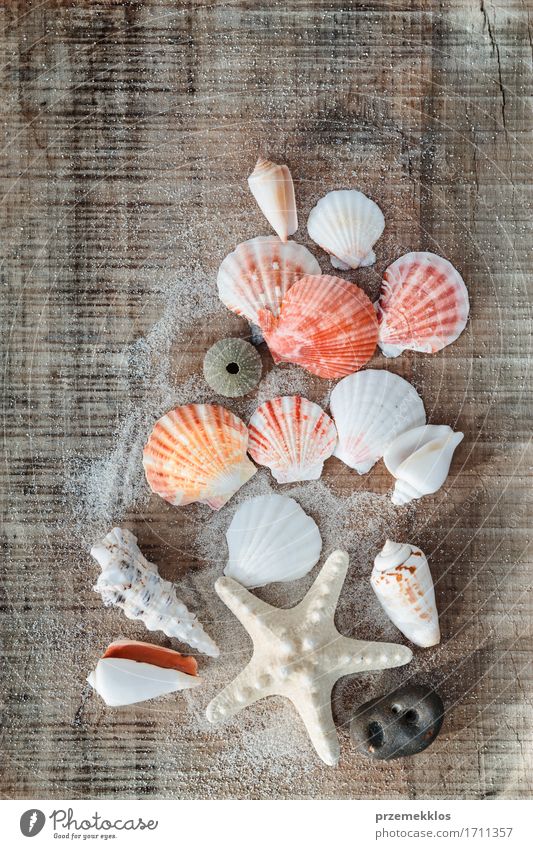 Sea shells from beach on wooden background Vacation & Travel Summer Ocean Sand Souvenir Wood arrange Copy Space holiday overhead Shell Treasure Vertical