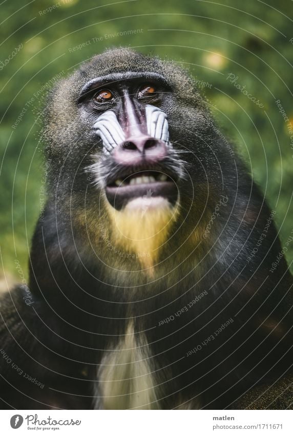 mask wearer Animal Animal face Pelt 1 Athletic Brown Yellow Green Pink White Monkeys Show your teeth Grass Colour photo Subdued colour Exterior shot Close-up