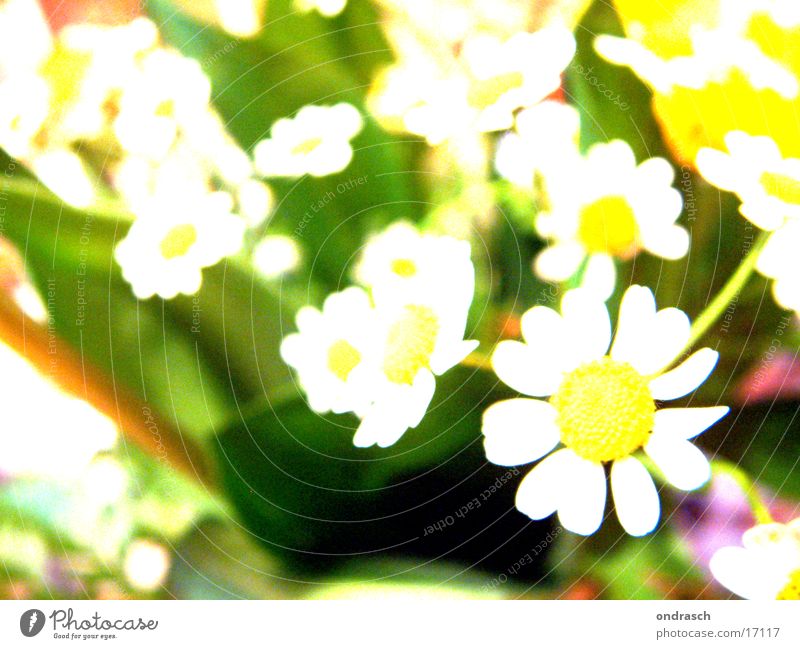xtrem_flower_crossing Flower Light Yellow Summer Spring Jump Photographic technology Garden