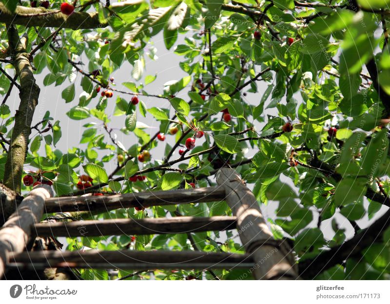 cherry cherry ladder Colour photo Exterior shot Day Shadow Contrast Worm's-eye view Upward Happy Life Well-being Contentment Garden Environment Nature Landscape