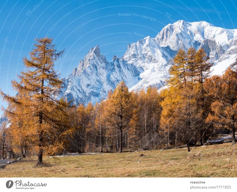 Larch trees and the snowy peaks of Mont Blanc in fall Snow Mountain Nature Landscape Plant Sky Autumn Alps Glacier Blue Brown Yellow White aosta courmayer