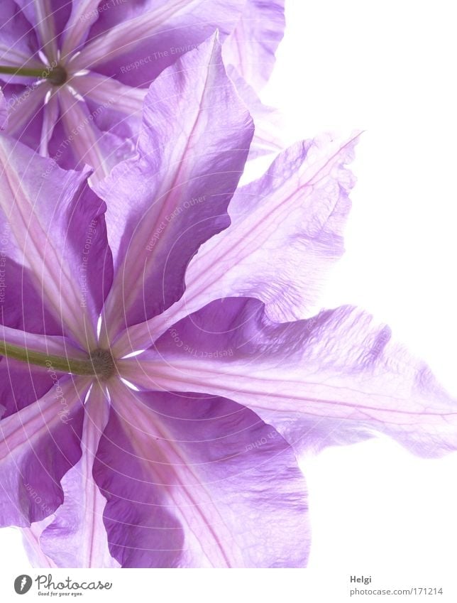 purple blossoms of a clematis from the frog's perspective in the back light Colour photo Exterior shot Close-up Detail Deserted Copy Space right