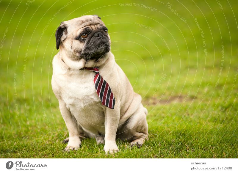 Pug with tie Wedding Pet Dog 1 Animal Observe Looking Sit Cool (slang) Hip & trendy Green Serene Patient Calm Wisdom Boredom Contempt Contentment Tie Striped