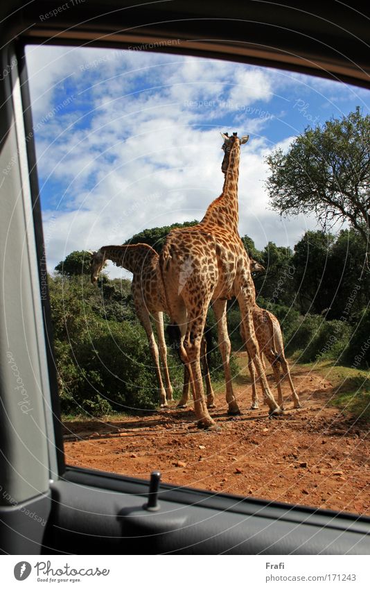 View from the car in Africa Colour photo Exterior shot Deserted Day Sunlight Central perspective Animal portrait Nature Landscape Road junction Car Wild animal