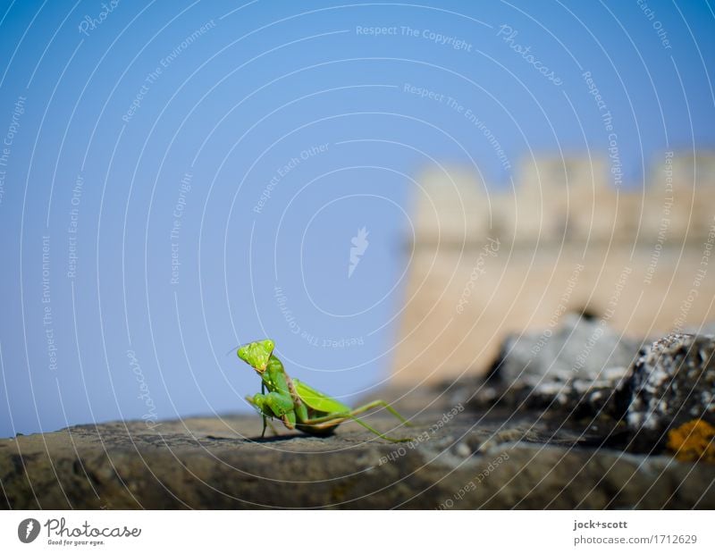 On the wall in ambush Sightseeing World heritage Cloudless sky Manmade structures Tourist Attraction Great wall Praying mantis 1 Animal Authentic Historic Small