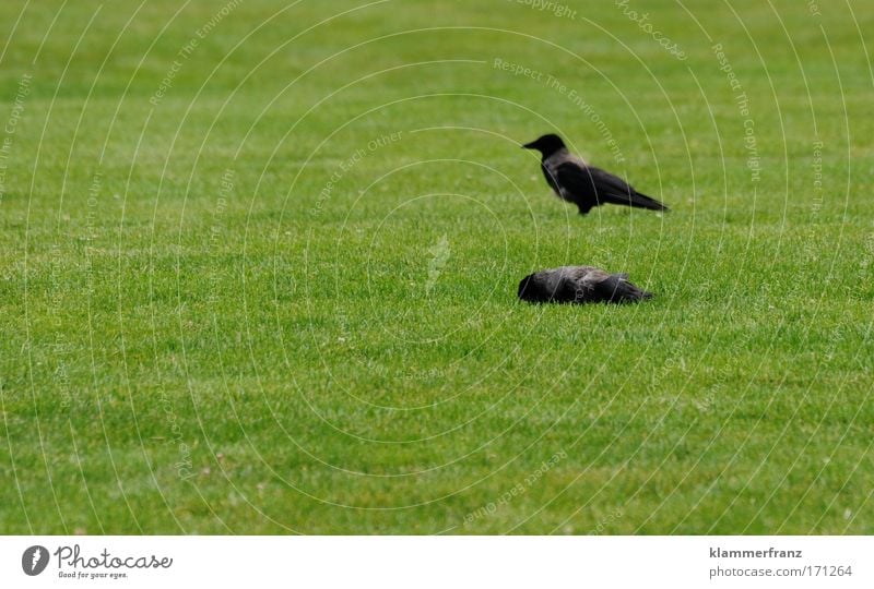 Flat laid Colour photo Funeral service Nature Plant Animal Grass Garden Park Meadow Wild animal Dead animal Bird 2 Pair of animals Observe Together Sleep Wait