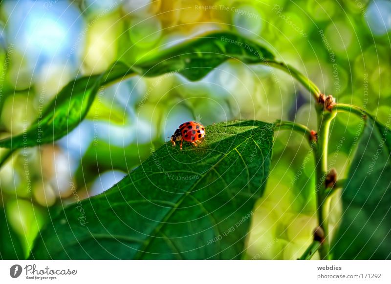 a friend Colour photo Exterior shot Detail Morning Shadow Nature Plant Animal Spring Beautiful weather Leaf Foliage plant Beetle 1 Happiness Contentment Day