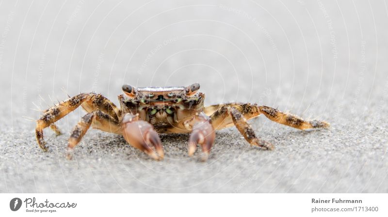 beach crab Nature Animal Sand Coast "Crab Beach crab" 1 Observe Crawl Looking Exceptional Creepy Colour photo Exterior shot Detail Copy Space top Day Sunlight
