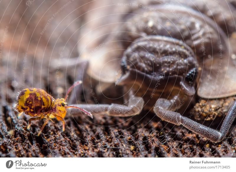 a bullet jumper runs past a woodlouse Animal "Assel Collembola Bullet Jumper" 2 Walking Looking Exceptional Exotic Nature Colour photo Exterior shot Day