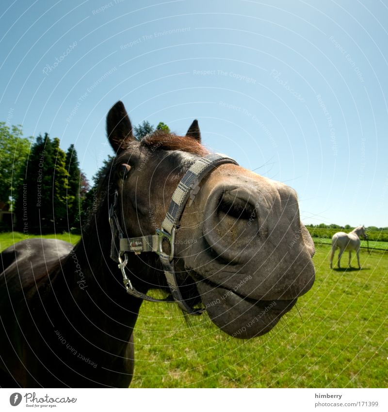 a horsepower Colour photo Multicoloured Exterior shot Detail Copy Space top Copy Space bottom Wide angle Animal portrait Looking Looking into the camera Forward