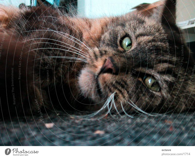 Tomcat Charly Pet Cat Domestic cat