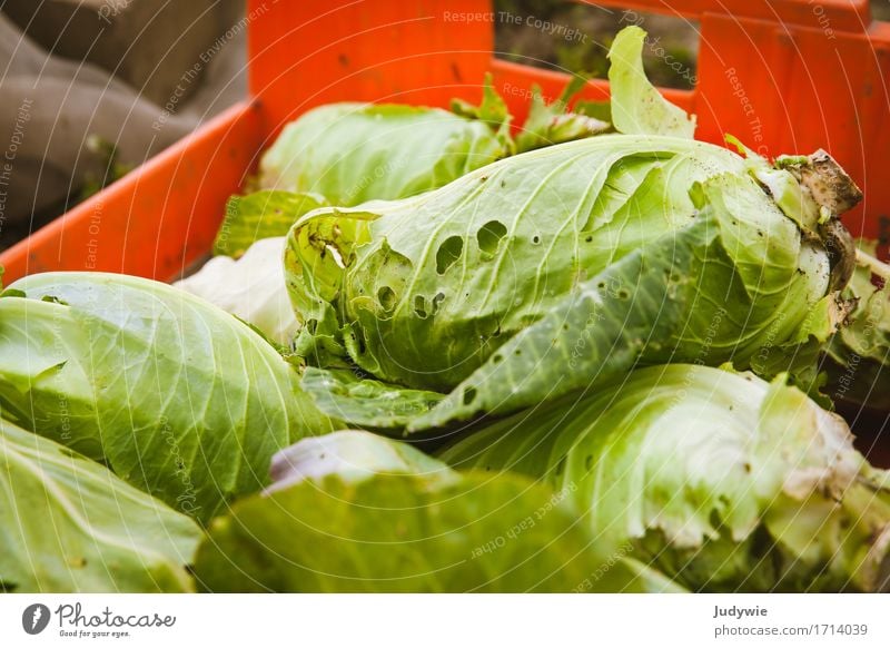 Harvest III - Snail delicacy Food Vegetable Lettuce Salad pointed cabbage Cabbage Nutrition Organic produce Vegetarian diet Diet Environment Nature Autumn Plant