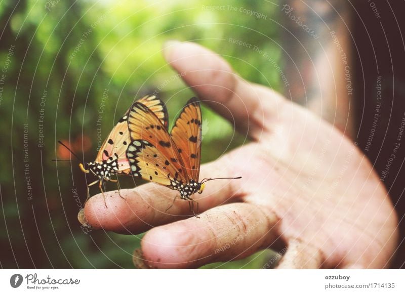 Butterflies Human being Young woman Youth (Young adults) Hand Fingers 1 18 - 30 years Adults Nature Animal Spring Summer Forest Farm animal Wild animal
