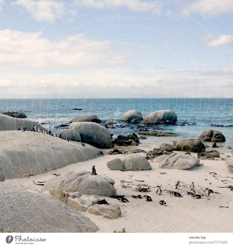 Penguin Paradise Colour photo Exterior shot Deserted Copy Space top Day Long shot Sand Water Sky Clouds Beautiful weather Hill Rock Coast Ocean Island Animal