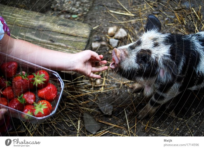 olaf Food Fruit Strawberry Picnic Human being Girl Arm Hand Fingers 1 3 - 8 years Child Infancy Animal Pet Farm animal kune kune pig Swine Baby animal Eating