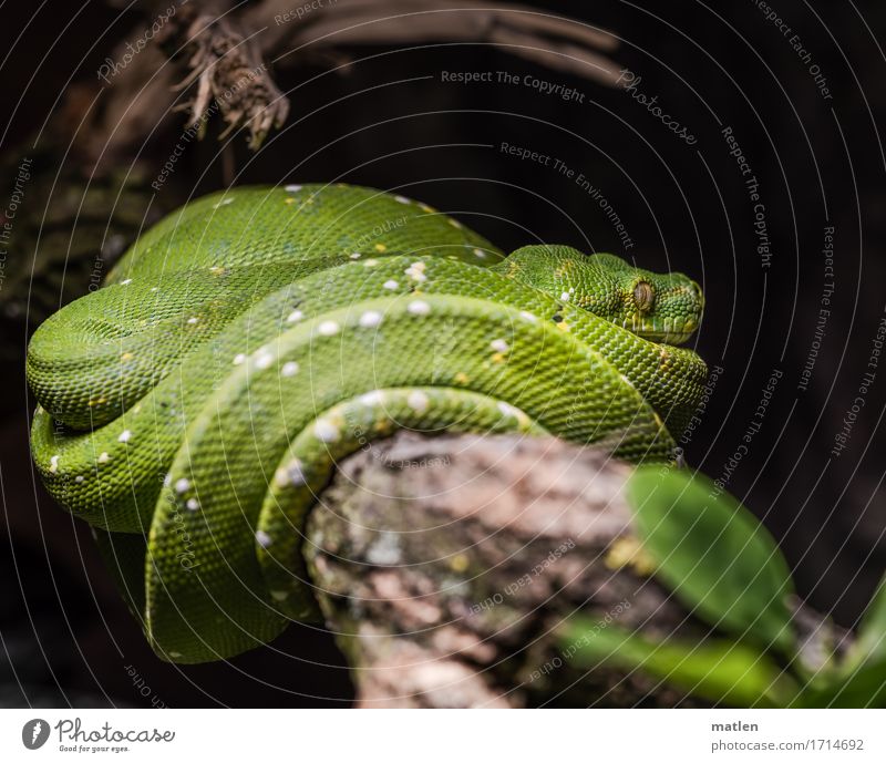 Kaa Tree Animal Snake 1 Lie Muscular Brown Green White Branch Colour photo Close-up Deserted Copy Space left Copy Space right Copy Space top Copy Space bottom
