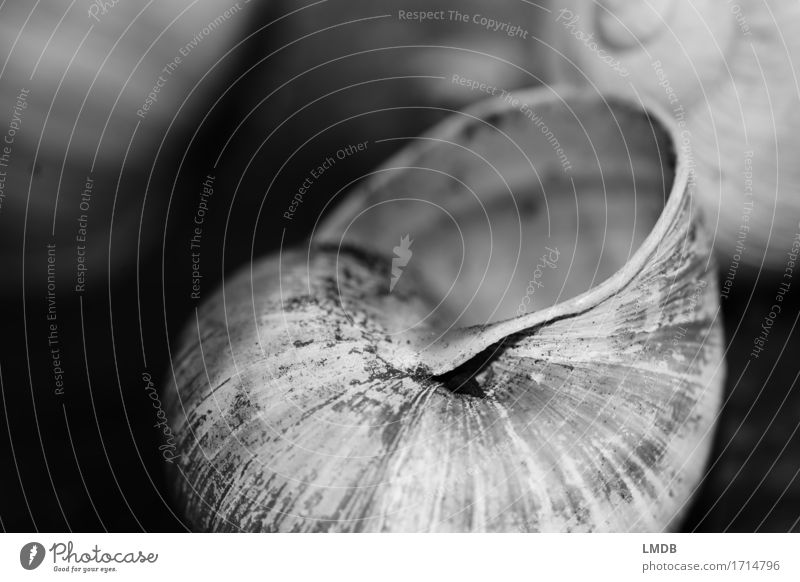 Snail apartment II Animal 1 Black White Belief Humble Sadness Concern Grief Death Snail shell Remainder Sheath Transience Dark Black & white photo Close-up