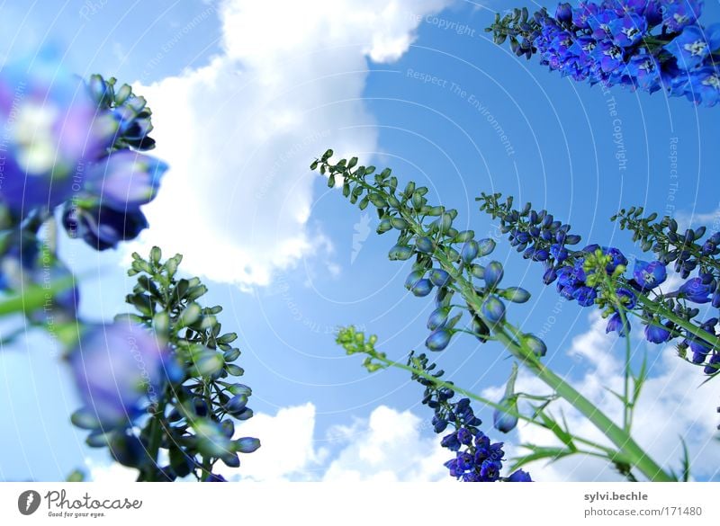 high up II Environment Nature Plant Sky Clouds Summer Beautiful weather Flower Blossom Blossoming Growth Fragrance Blue Green White Towering Height Stalk Go up