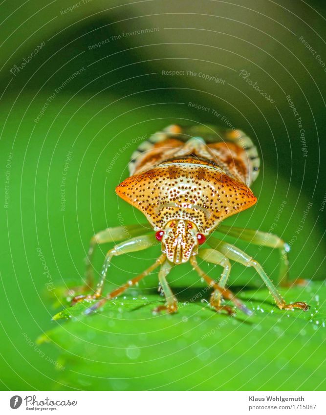 Actually, I'm scared. Environment Nature Animal Summer Foliage plant Park Forest Shield bug Compound eye 1 Observe Sit Eroticism Blue Green Orange Red Black