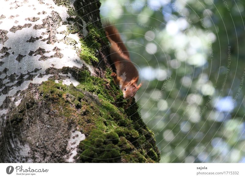 squirrel on moss catching Environment Nature Plant Animal Summer Tree Moss Wild animal Squirrel 1 Natural Cute Nest-building Collection Foresight Climbing