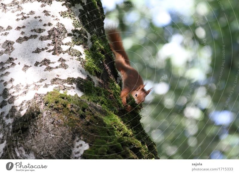 squirrel on moss catch II Environment Nature Plant Animal Summer Tree Moss Wild animal Squirrel 1 To hold on Natural Cute Diligent Accumulate Collection