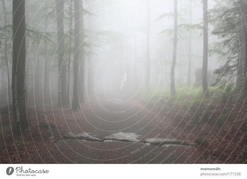 Fog walk III Colour photo Exterior shot Environment Weather Bad weather Thunder and lightning Tree Forest Dark Eerie Perspective Looking Tree trunk Fairy tale