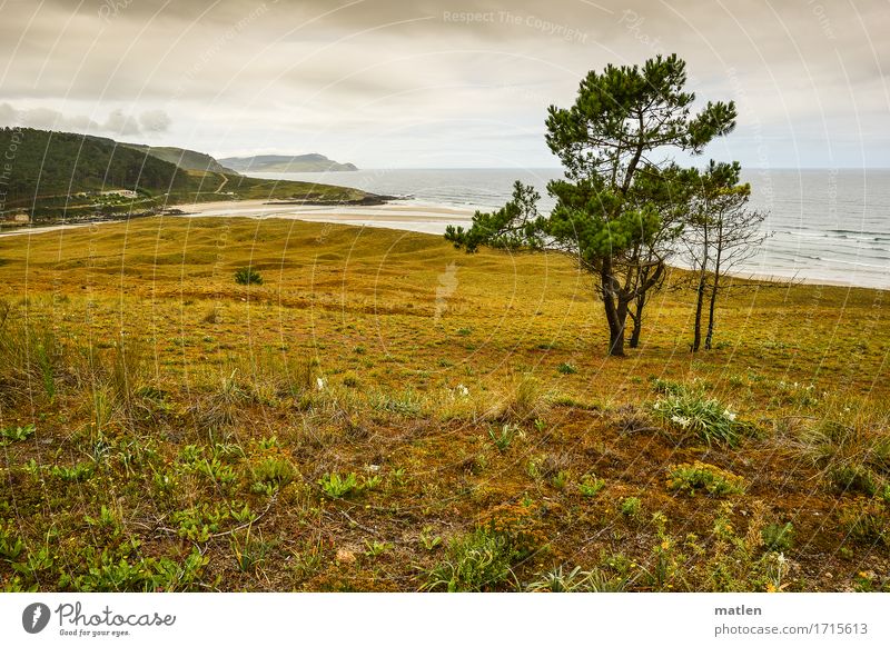 ROUGH Nature Landscape Plant Water Sky Clouds Tree Grass Meadow Forest Hill Rock Waves Coast River bank Beach Bay Ocean Cold Brown Gray Green Colour photo
