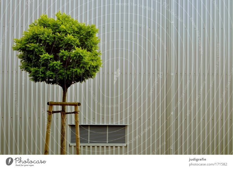 city greening Colour photo Subdued colour Exterior shot Deserted Day Tree Town Building Facade Growth Round Green