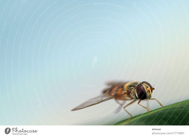 stop Cloudless sky Leaf Wild animal Fly Animal face Wing Hover fly Compound eye Observe Sit Wait Elegant Small Near Contentment Watchfulness Curiosity