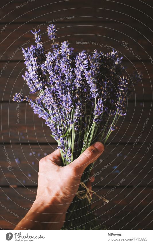 lavender Lavender Violet Bouquet Ground Bundle Flower Plant Cooking oil Odor Fresh Healthy Health care Cut Decoration Hand To hold on Wood Wooden table Brown