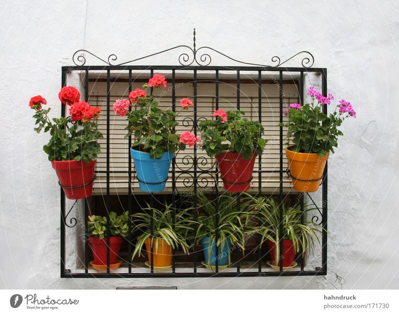 Andalusian window idyll Colour photo Detail Deserted Day Plant Flower Blossom Pot plant Garden Spain House (Residential Structure) Wall (barrier)