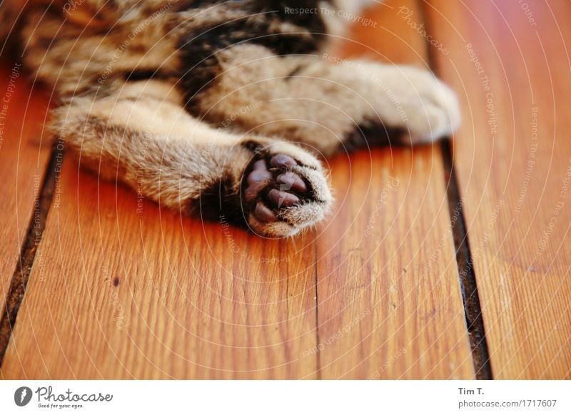 cat paws Animal Pet Cat 1 Considerate Domestic cat Paw Hallway Colour photo Interior shot Deserted Copy Space bottom Day