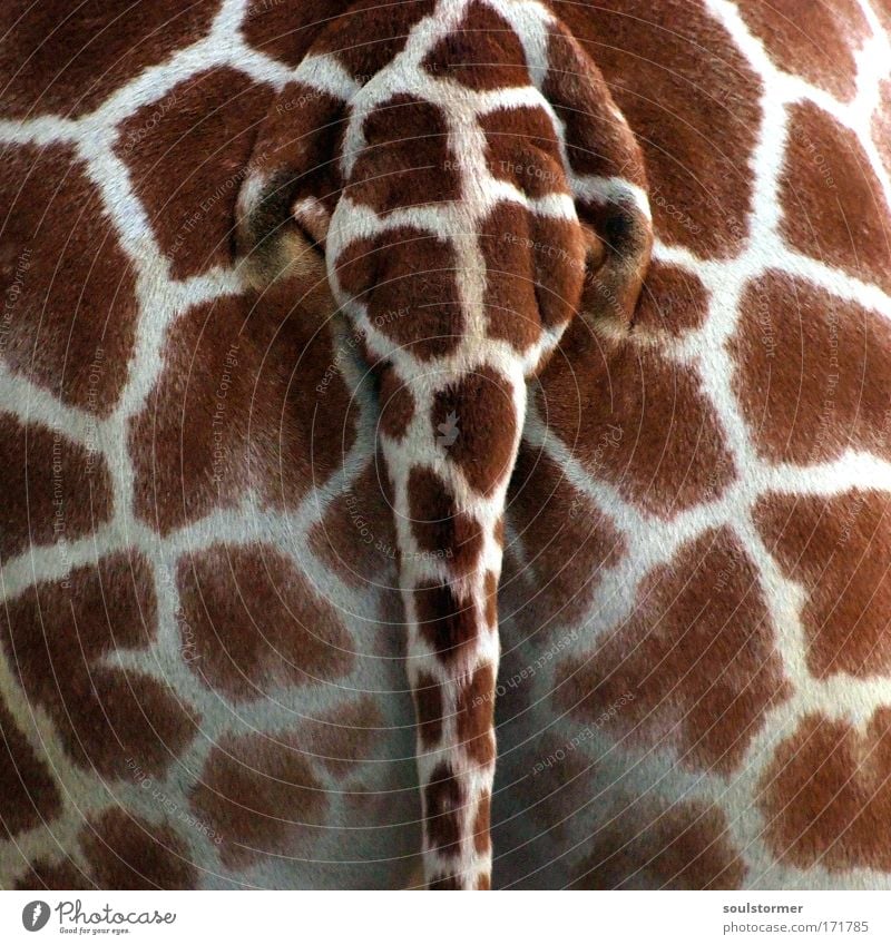 horny ass Colour photo Exterior shot Detail Deserted Day Deep depth of field Rear view Bottom Animal Wild animal Zoo Giraffe 1 Lust Hind quarters Tails Pattern