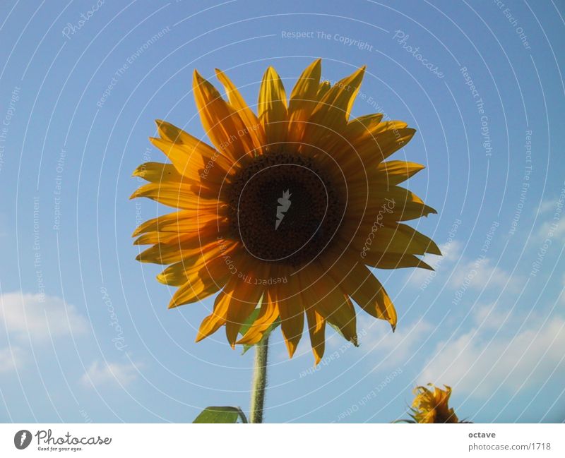 Helios1 Sunflower Summer Joie de vivre (Vitality) Light