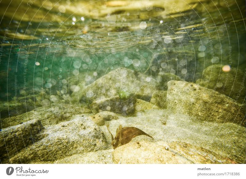 Submerged Environment Nature Landscape Water Summer Rock Ocean Natural Brown Yellow Gray Green Surf Bubbling Air bubble Colour photo Exterior shot