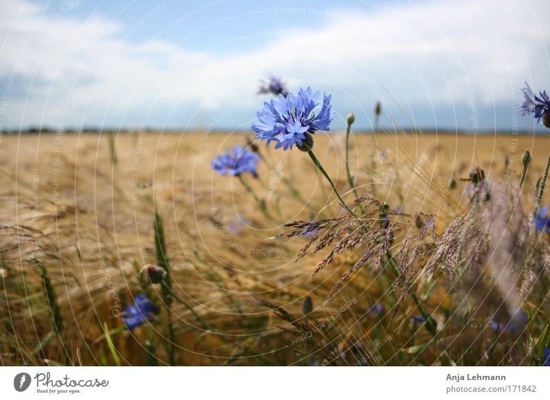 Cornflower with field Colour photo Exterior shot Day Central perspective Landscape Sky Summer Beautiful weather Plant Flower Blossom Agricultural crop Wheat