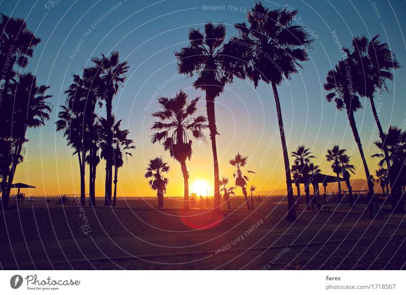 Venice Beach sunset Environment Sand Water Cloudless sky Sunlight Summer Beautiful weather Plant Tree Exotic Park Ocean Pacific beach Relaxation Fitness