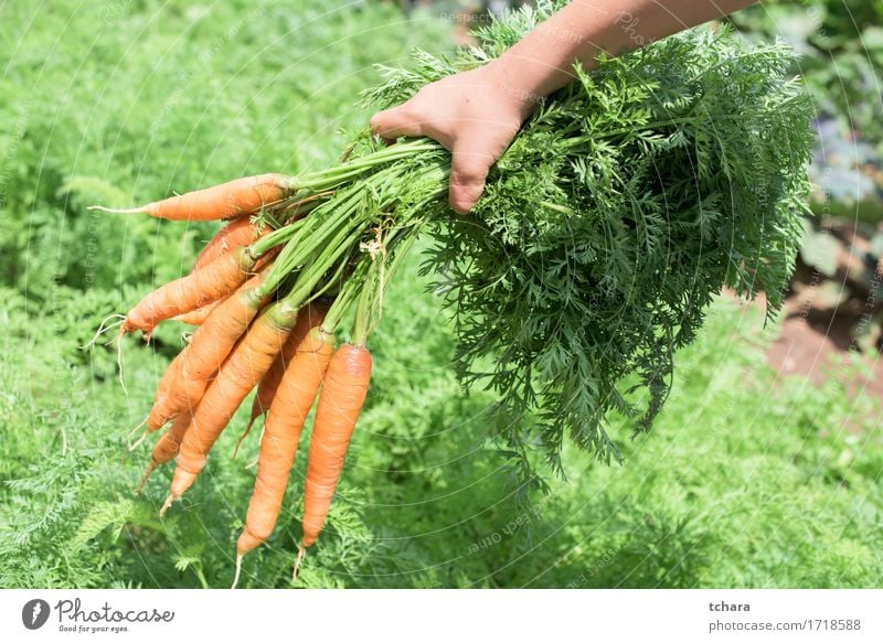 Carrots Vegetable Vegetarian diet Summer Garden Gardening Human being Hand Nature Plant Earth Leaf Fresh Natural Clean Green Hold bunch Organic food healthy