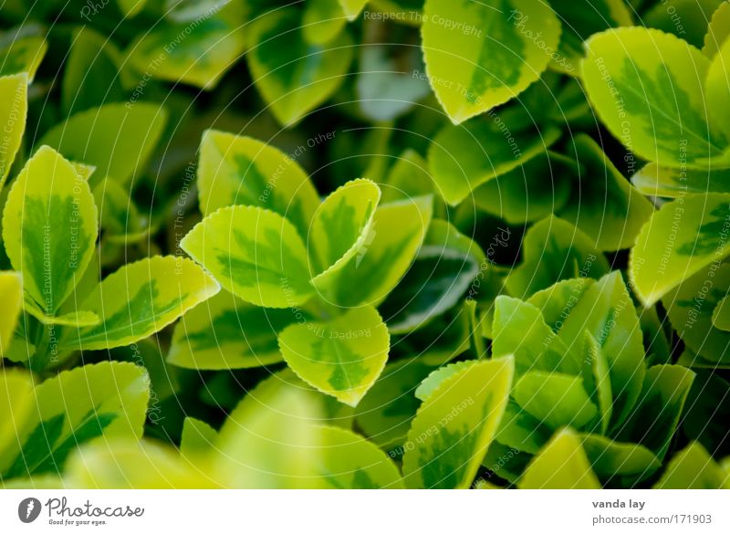 fresh green Colour photo Multicoloured Exterior shot Day Shallow depth of field Environment Nature Plant Foliage plant Yellow Green Structures and shapes