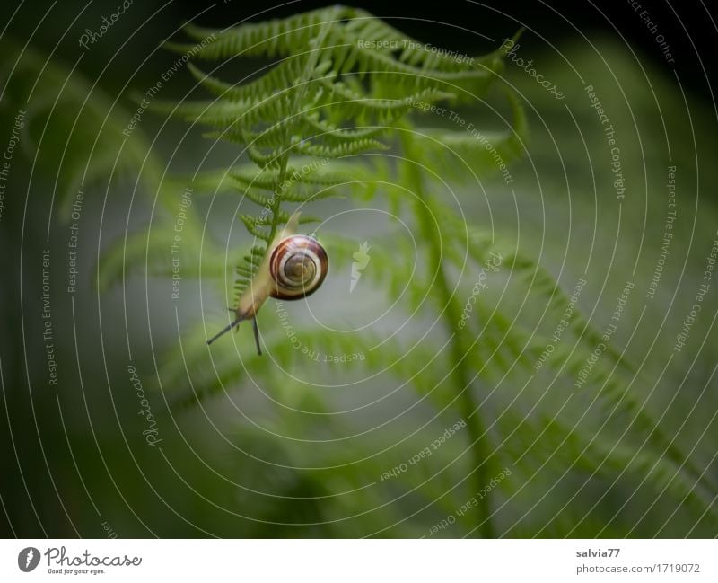 Orientation | wrong direction Nature Plant Animal Fern Leaf Wild plant Garden Forest Wild animal Snail Feeler Brown-lipped snail Hang Under Gray Green Attentive