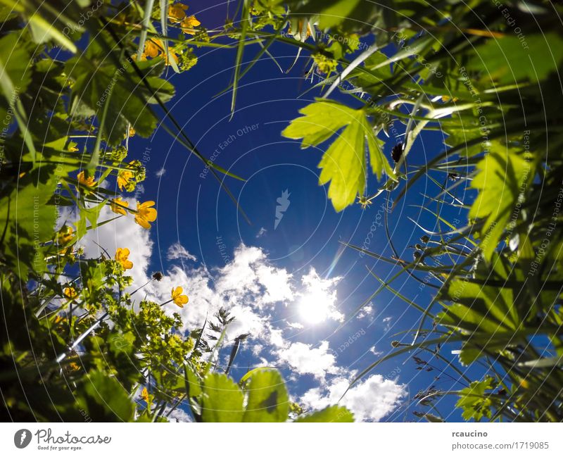 View from ground level of a meadow in a sunny day Summer Sun Environment Nature Landscape Plant Sky Flower Grass Leaf Meadow Growth Fresh Bright Blue Yellow