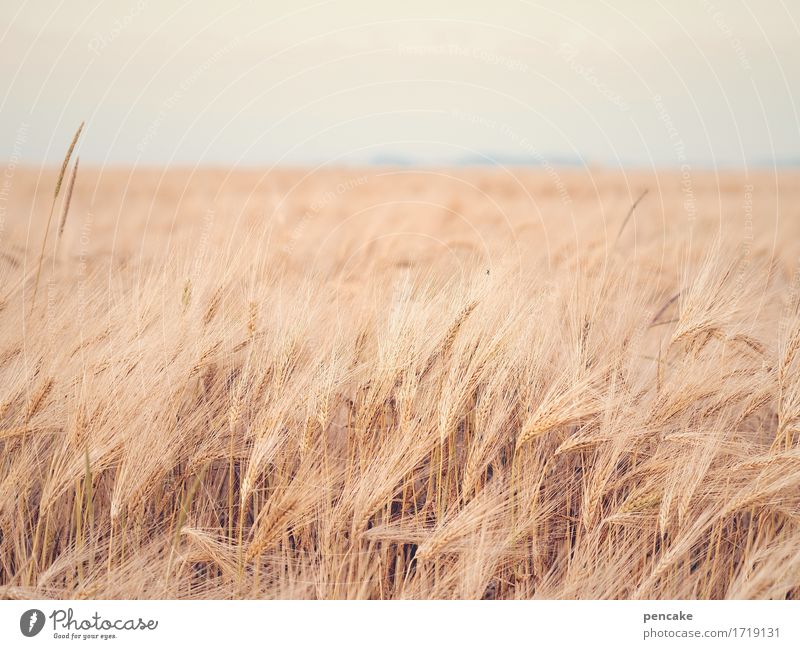 fluffy | rye fur Grain Nutrition Nature Landscape Elements Sky Summer Beautiful weather Agricultural crop Field Cuddly Dry Feminine Soft Horizon Life