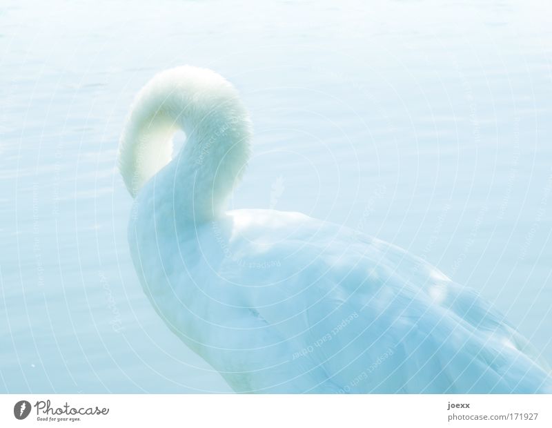 gooseneck Colour photo Exterior shot Day Light Light (Natural Phenomenon) Sunlight High-key Looking away Water Animal Swan 1 Movement Cleaning Swagger Bright