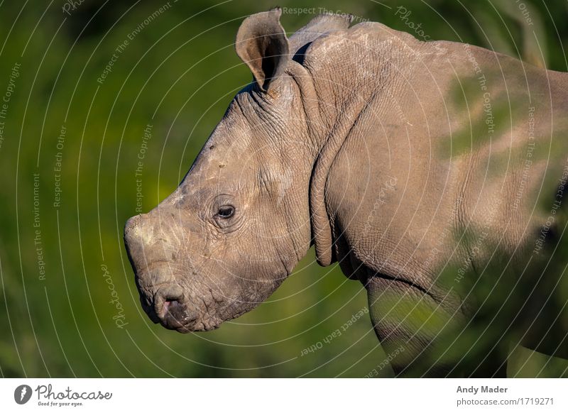 Baby Rhino Portrait Wild animal Rhinoceros 1 Animal Baby animal Exceptional Glittering Small Curiosity Cute Portrait photograph Antlers Colour photo Close-up