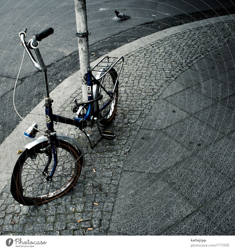 streetwalker Colour photo Subdued colour Exterior shot Deserted Day Bird's-eye view Animal portrait Bicycle Environment Climate Climate change Town Pigeon
