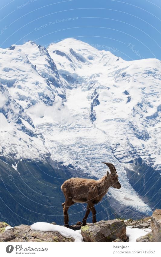 stonebuck Capricorn Wild animal Mont Blanc Chamonix Ice Snow mountain France Alps sunny Day Animal Tall Glacier