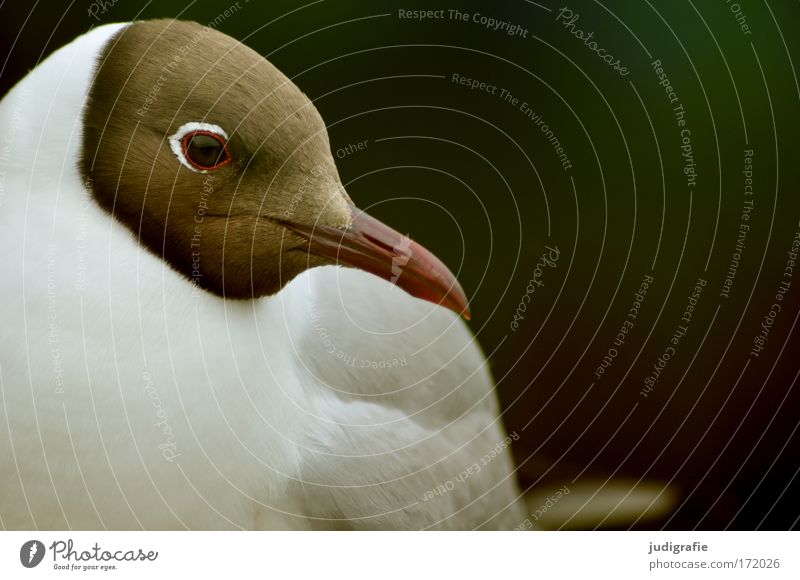 seagull Nature Animal Wild animal Bird 1 Looking Cute Beautiful Black-headed gull  Beak Eyes Feather Colour photo Subdued colour Exterior shot Day
