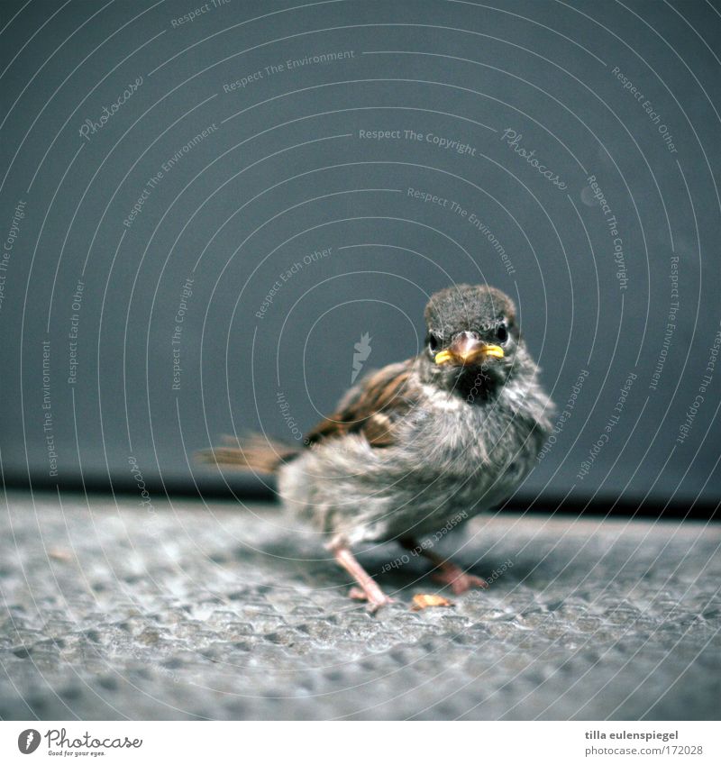 Beep. Colour photo Exterior shot Deserted Central perspective Animal Wild animal Bird Wing 1 Observe Wait Inhibition Perturbed Cold Helpless Sparrow
